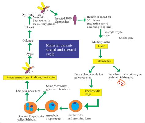 Malarial Parasite Part 1 Malaria Parasite Plasmodium Life Cycle And Diagnosis