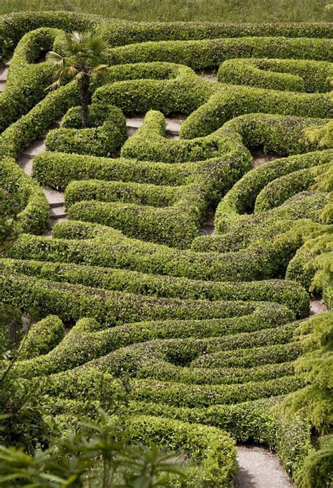 The Maze The Hedge Maze At Glendurgan Gardnes In Cornwall Sponsored