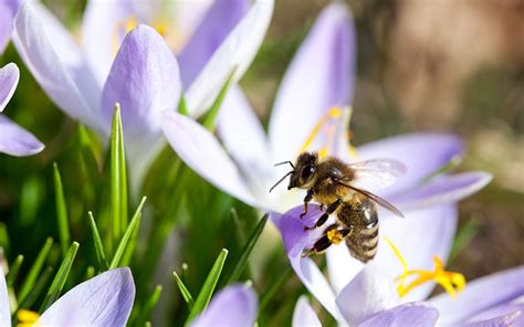 Her background includes landscape and floral design, a bs in business from villanova university, and a certificate of merit in floral design from. The 10 best early spring flowers for pollinating insects