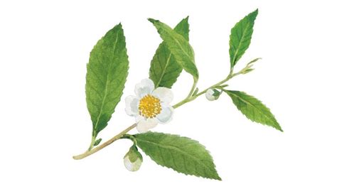 Camellia Sinensis Leaf Extract - Weleda