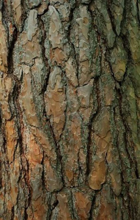 17 Best Images About Tree Bark On Pinterest Trees Palm Trees And