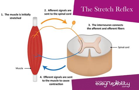 Why Do Muscles Shake During A Stretching Workout Easyflexibility