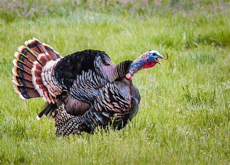 Best Wild Turkey Stock Photos Pictures And Royalty Free Images Istock