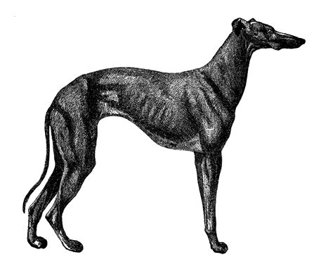 Digital Stamp Design Free Printable Dog Breed Clip Art Greyhound Old