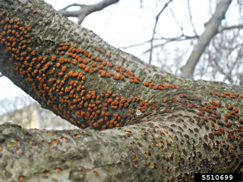 Beech Bark Disease Vermont Invasives