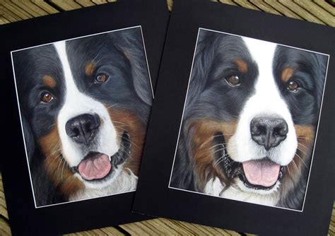 Pet Portraits And Animal Art By Uk Artist Donna Bernese Mountain Dogs