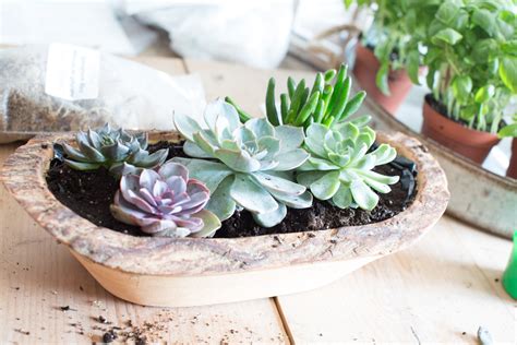 Inevitably, your indoor plants will gradually pick up dust on their surface, which can inhibit their growth, write langton and ray. 5 Foolproof Ways to Keep Succulents Alive