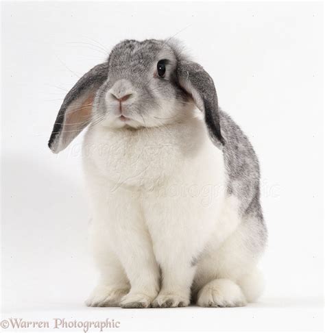 Female Silver And White French Lop Eared Rabbit Photo Wp21066