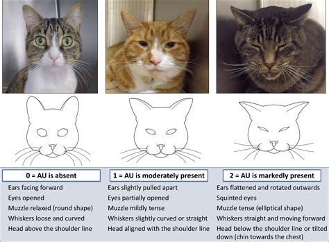 Clinical Applicability Of The Feline Grimace Scale Real Time Versus