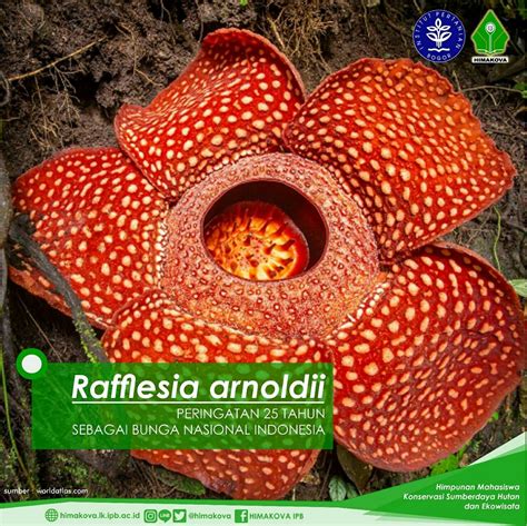 I wouldn't get that close. Fantastis 12+ Gambar Bunga Rafflesia Arnoldi - Koleksi ...