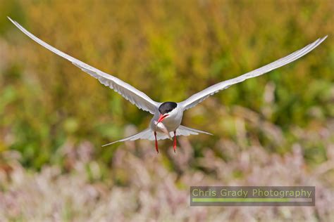 Chris Grady Photography Common Tern