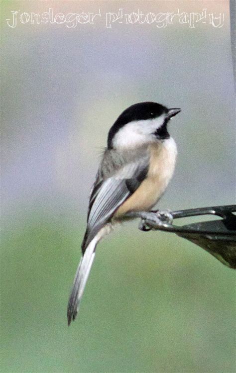 We did not find results for: Northern Illinois Birder: Year Round Birds in Northern ...