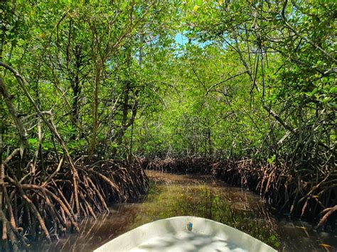 Incredible Mangrove Forest Boat Ride With The Trees Near The Swamp And