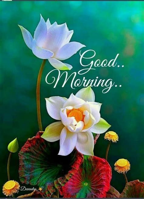 Amazing flowers pink flowers beautiful flowers beautiful gorgeous simply beautiful hortensia hydrangea hydrangeas pink hydrangea lilacs. Floral Good Morning Graphic Pictures, Photos, and Images ...