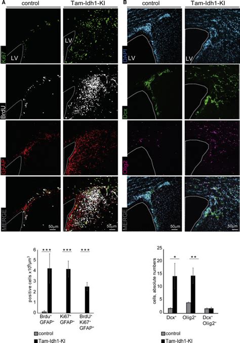 Expression Of Idh1r132h In The Murine Subventricular Zone