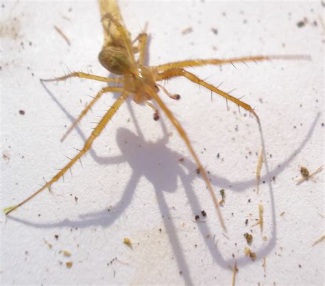Dsc00082 British Spiders Mick Talbot Flickr