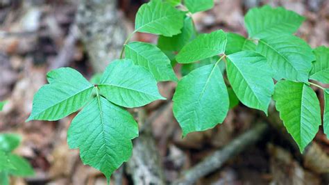 What To Do If You Encounter Poison Ivy Ohio State Medical Center