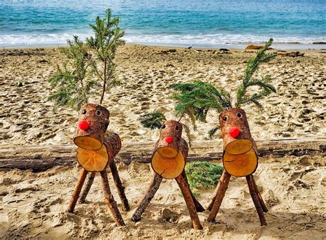 Three Reindeer On A Beach Photograph By Robert Meyers Lussier