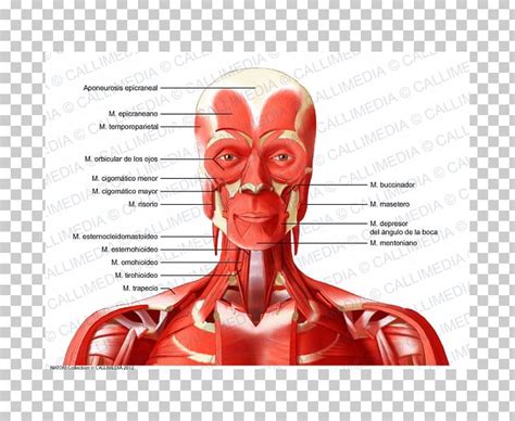 It passes beneath the clavicle and receives the flow of the external jugular vein, among others. Anatomy Of Neck Veins - Anatomy Drawing Diagram