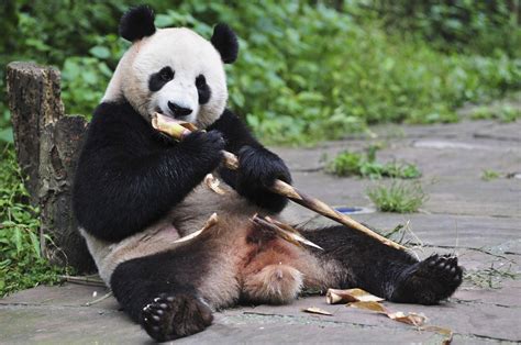Bear Necessities Scientists Explain How Pandas Survive Eating Just Bamboo Nbc News