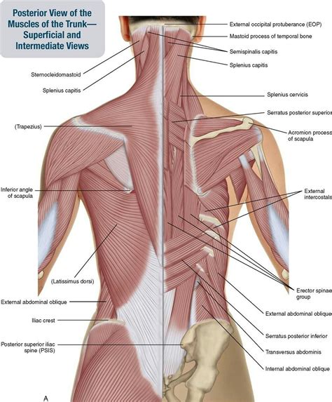 Superficial Deep Posterior Trunk Lower Back Muscles Anatomy Neck