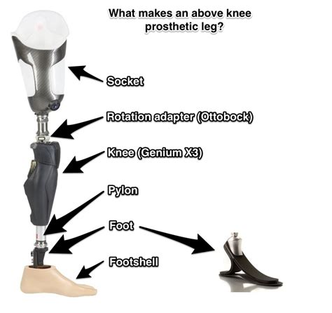 Parts Of A Prosthetic Leg