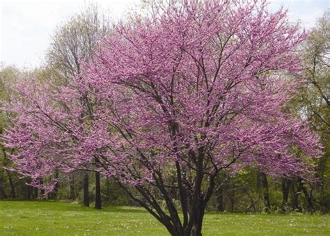 Small flowering trees purple flowering trees red flowering trees white flowering trees spring flowering trees plant flowering trees summer flowering trees evergreen flowering trees names of flowering trees columnar flowering trees orange flowering trees ornamental. Spring in NJ: Perfect time to plant just the right ...