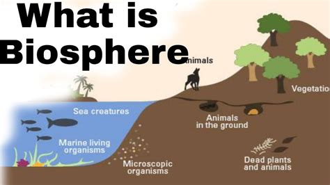 What Is Biosphere Youtube