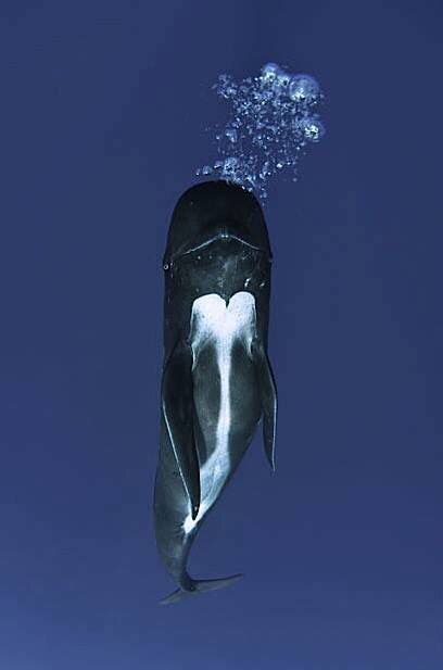 A ️ For Pilot Whales Ocean Creatures Ocean Animals