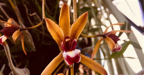 Jual Anggrek Cymbidium Australia Orchid Flowers