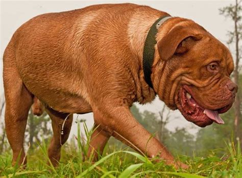 Large Dog Breeds List Of All Large Sized Dogs Huge Dogs Big Dog