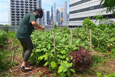 Green Shoots Rooftop Farming Takes Off In Singapore