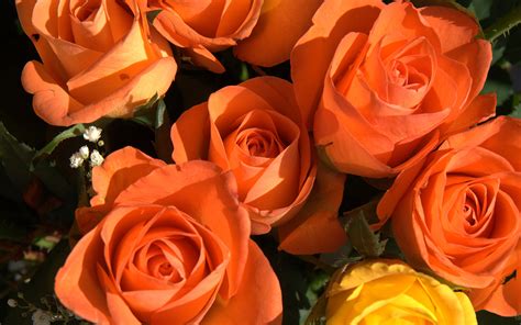 Awesome Orange Roses Roses Wallpaper 34611166 Fanpop