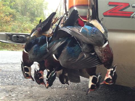 Guided Wood Duck Hunts Trophy Guided Duck And Goose Hunts Pennsylvania