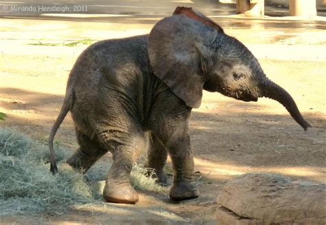 Gorgeous With Attitude Newborn African Elephant Calf San Diego Zoo