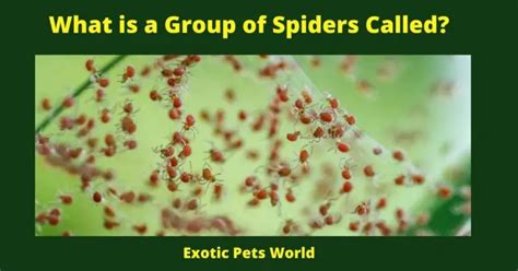 What Is A Group Of Spiders Called Exotic Pets World