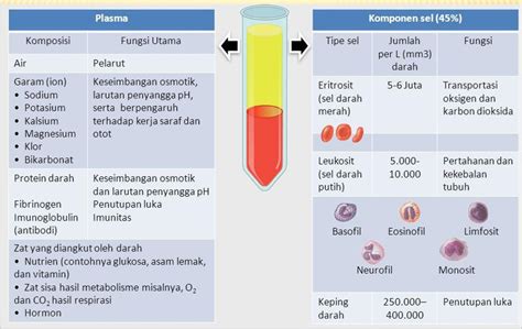 Sistem Peredaran Darah Bagian Komposisi Darah Belajar Asyik