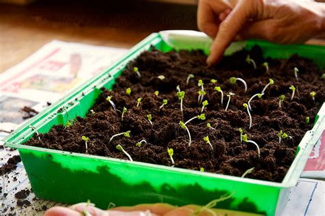 View Planting Broccoli Seedlings By Stocksy Contributor Harald