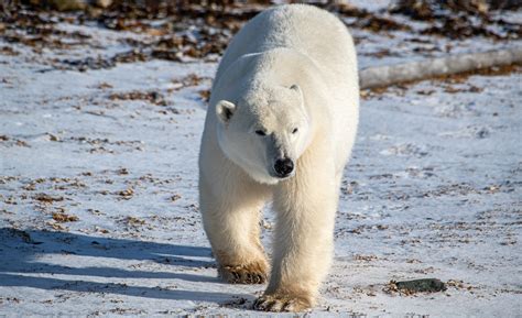 Philippe Jeanty Canada Polar Bear Environment