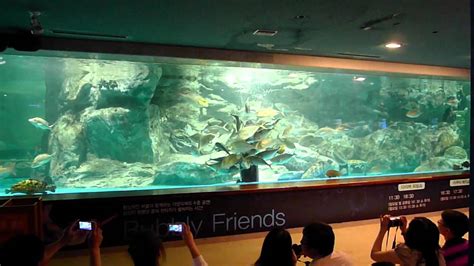 Feeding Show At Aquarium 63 Seaworld Seoul South Korea Youtube