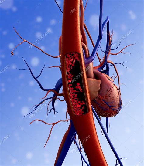 Human Cardiovascular System — Stock Photo © Ugreen 72354747