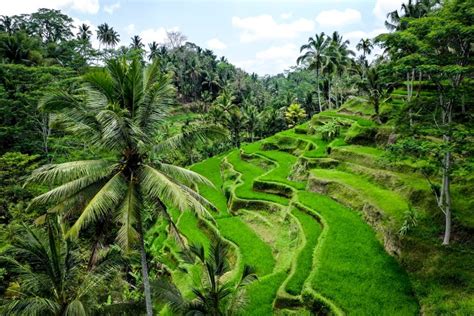Tegalalang Rice Terrace And Ceking Rice Field In Ubud Bali