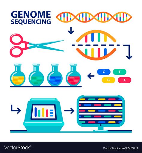 While the planning stage started into 1984, the hgp didn't officially launch until 1990. Genome sequencing sheme human genome project Vector Image