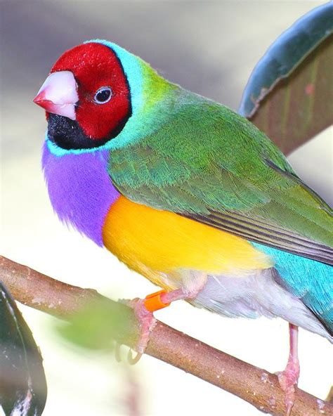 Male Gouldian Finches Are More Brightly Colored Than The Females And They Will Ruffle Their