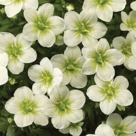 Saxifraga X Arendsii Touran White White Flower Farm