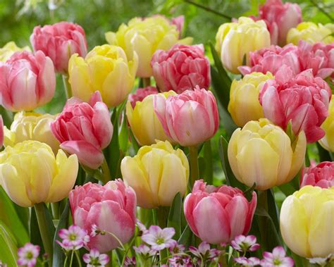 Tulip Easter Joy Collection Dutchgrown Bestselling Tulip Mix