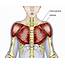 Overview Of Chest Muscles