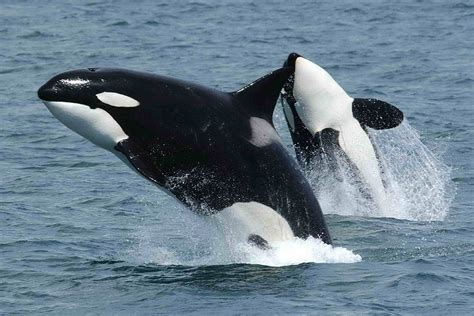 Orca Task Force Proposes Measures To Save Southern Resident Killer