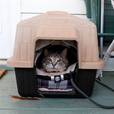 Keeping Feral Cats Warm In The Winter Sidewalk Shoes