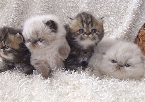 Free Download Cute Persian Himalayan Kittens Himalayan Cute